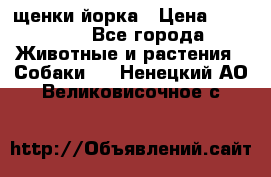 щенки йорка › Цена ­ 15 000 - Все города Животные и растения » Собаки   . Ненецкий АО,Великовисочное с.